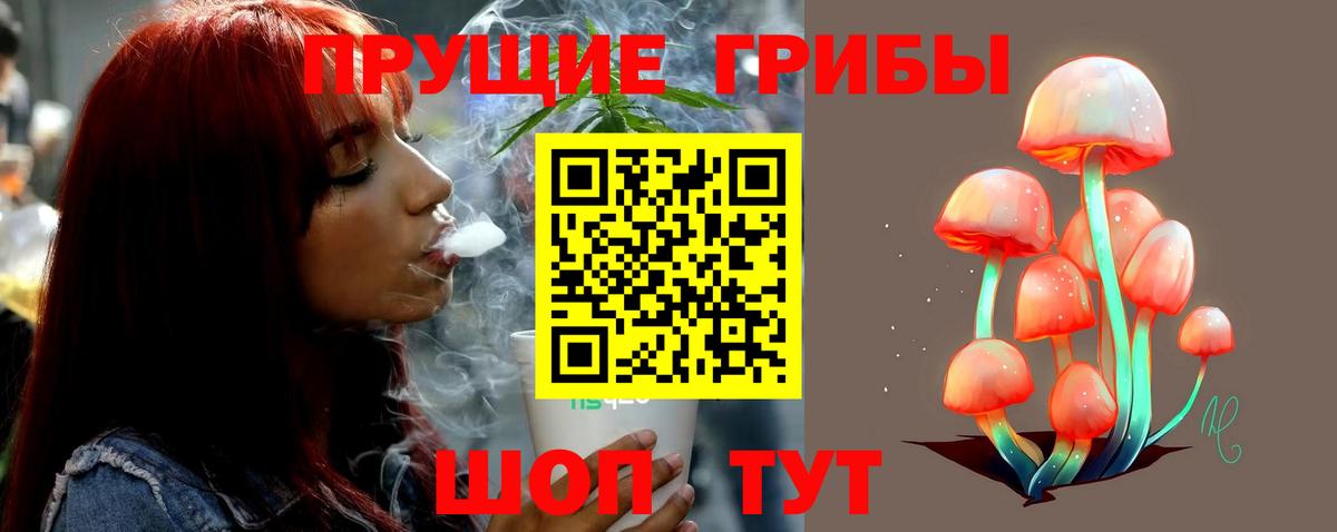 Галлюциногенные грибы Psilocybe Светлоград